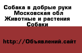 Собака в добрые руки - Московская обл. Животные и растения » Собаки   
